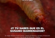 ¿Y tú sabes que es el gusano barrenador? - El Expresso de las 10 - Mi. 20 Agosto 2025