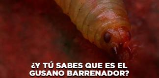 ¿Y tú sabes que es el gusano barrenador? - El Expresso de las 10 - Mi. 20 Agosto 2025