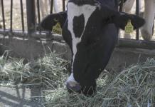 EE.UU. autoriza el uso de emergencia de fármacos veterinarios contra el gusano barrenador
