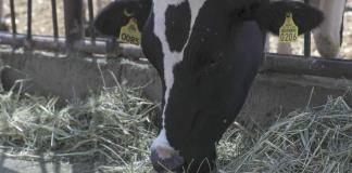 EE.UU. autoriza el uso de emergencia de fármacos veterinarios contra el gusano barrenador