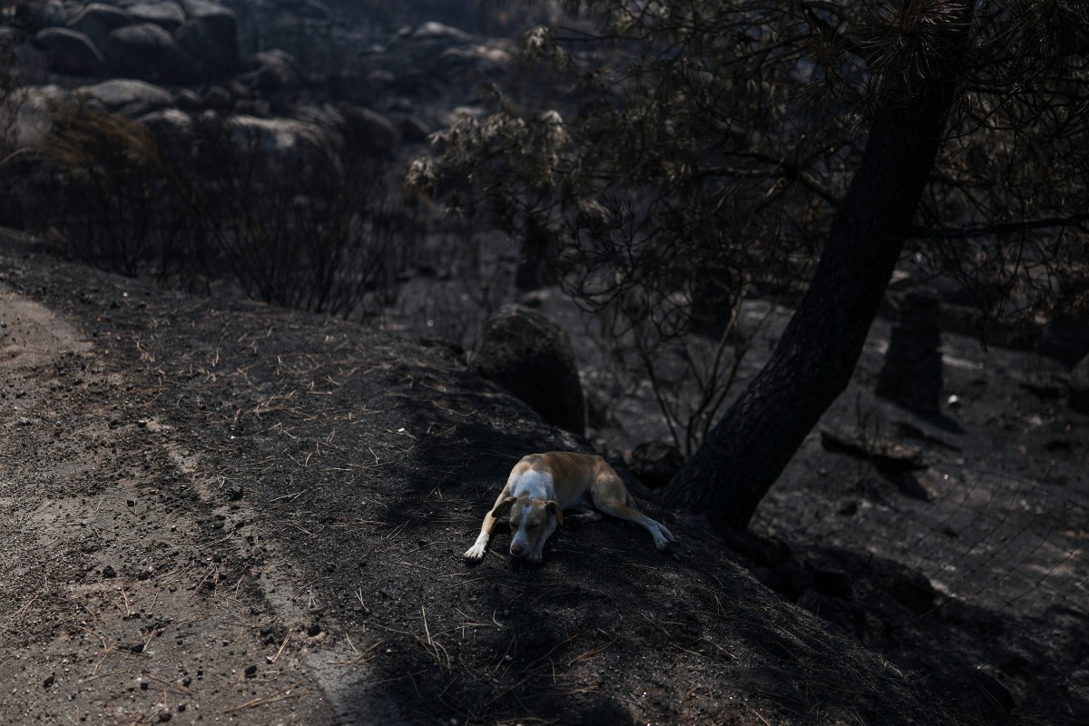 Un récord de más de un millón de hectáreas quemadas en incendios en la UE en 2025 Un récord de más de un millón de hectáreas quemadas en incendios en la UE en 2025