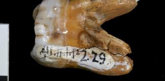 La huella genética de los denisovanos ayudó a nuestra especie a sobrevivir en América