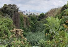Guadalajara activa defensa legal contra torre en Bosque Los Colomos