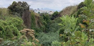 Guadalajara activa defensa legal contra torre en Bosque Los Colomos