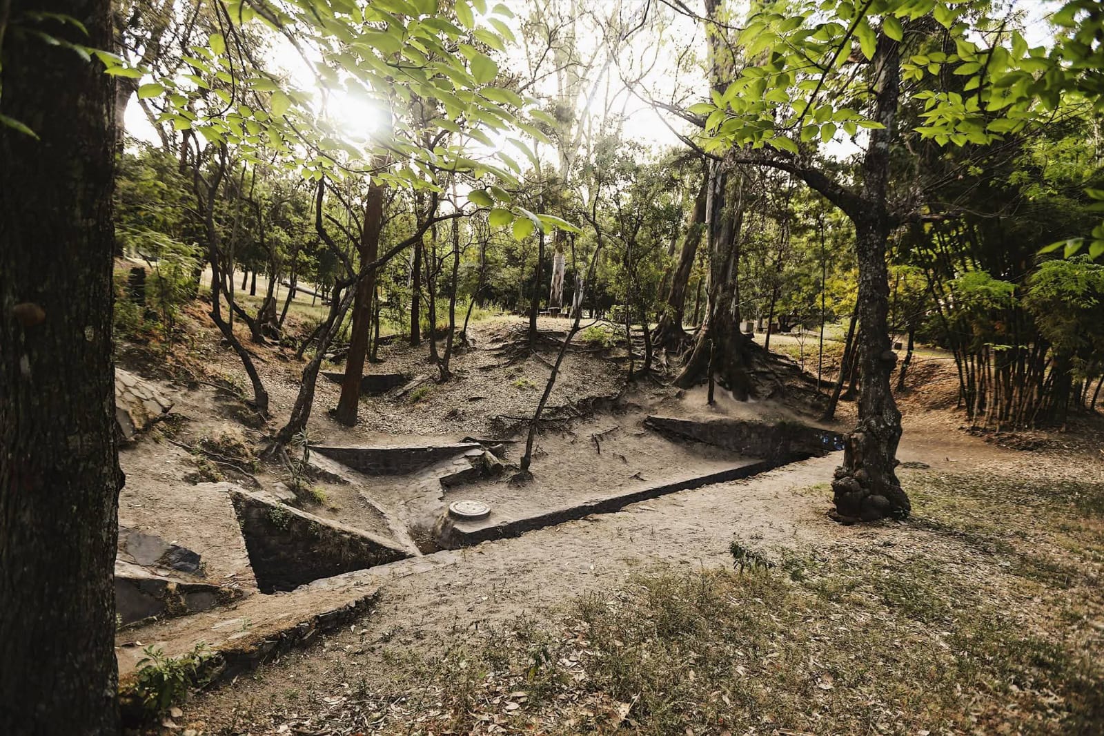 Con apoyo de voluntarios, Fundación Traxión y Bosques Urbanos reforestan Los Colomos Con apoyo de voluntarios, Fundación Traxión y Bosques Urbanos reforestan Los Colomos