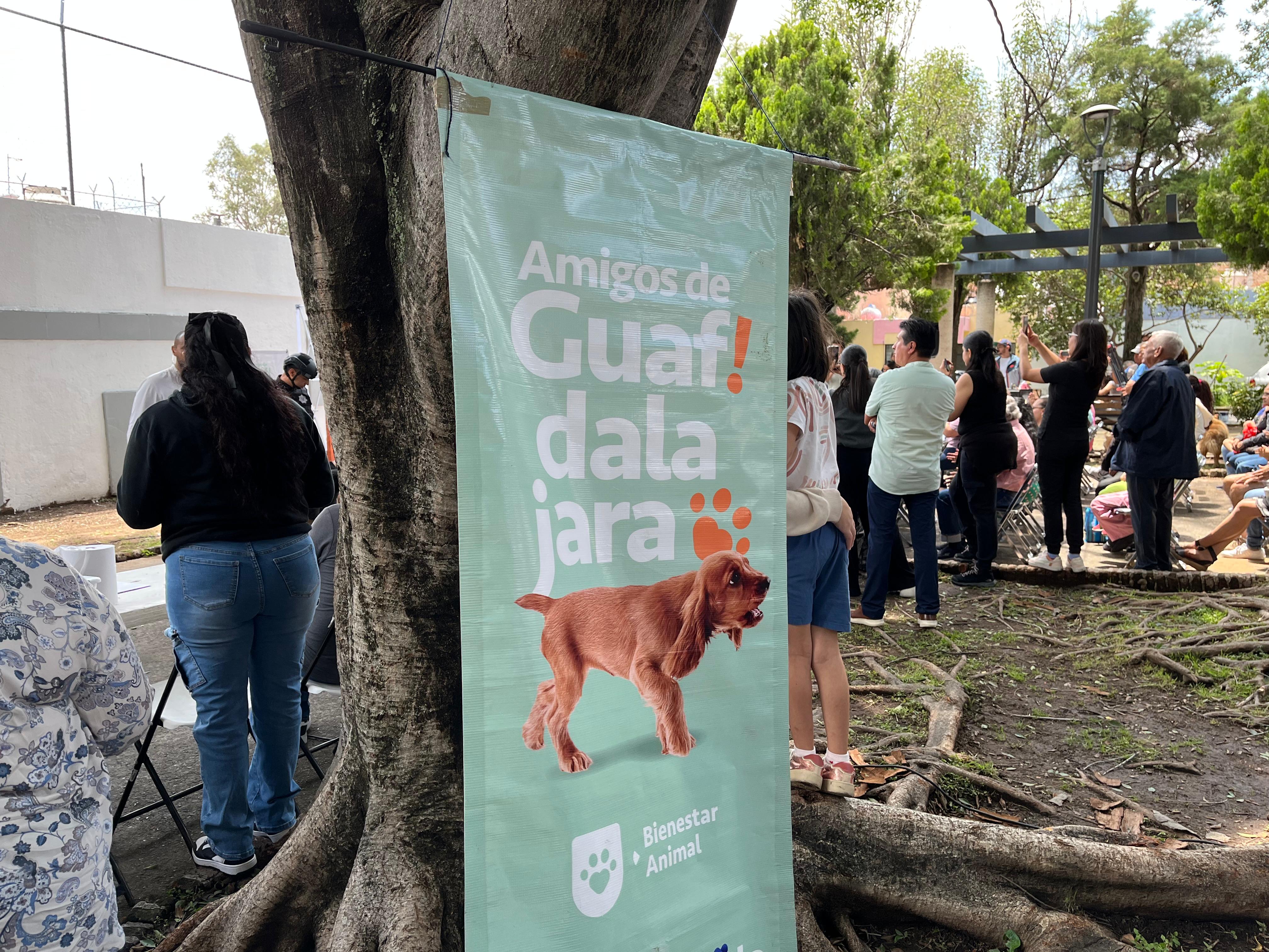 Guadalajara ofrece en adopción a cerca de 20 perros y gatos; garantiza vacunas