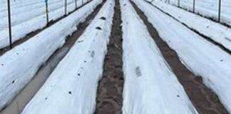 UAG impulsa proyecto para mitigar impacto ambiental de la agricultura en Jalisco