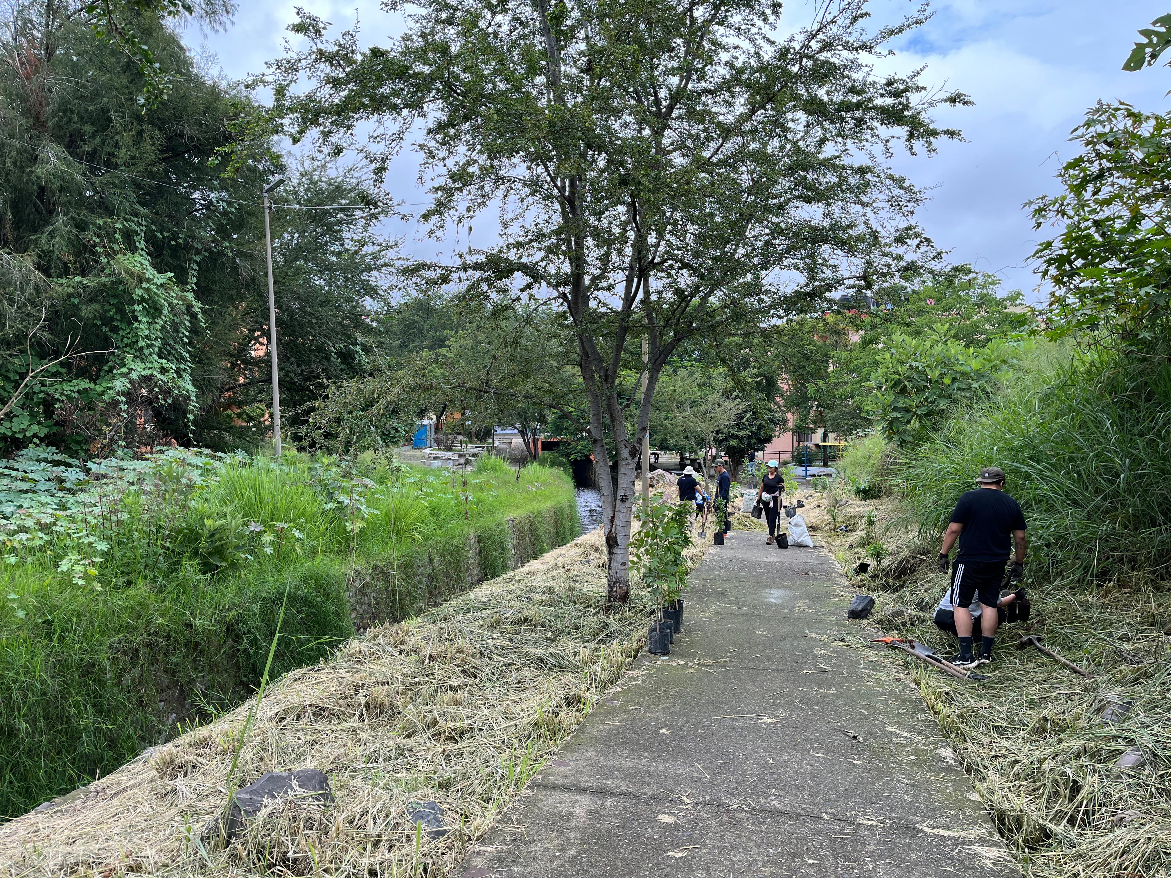 Activistas reforestan el Parque Lineal Anáhuac; esperan llegar hasta el Río Santiago