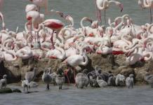 La migración o no de los flamencos influye en la velocidad de su envejecimiento