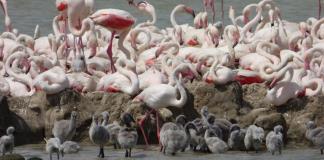 La migración o no de los flamencos influye en la velocidad de su envejecimiento