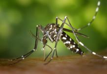 La agencia nuclear de la ONU impulsa en Austria un proyecto para frenar el mosquito tigre