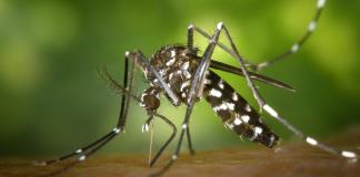 La agencia nuclear de la ONU impulsa en Austria un proyecto para frenar el mosquito tigre