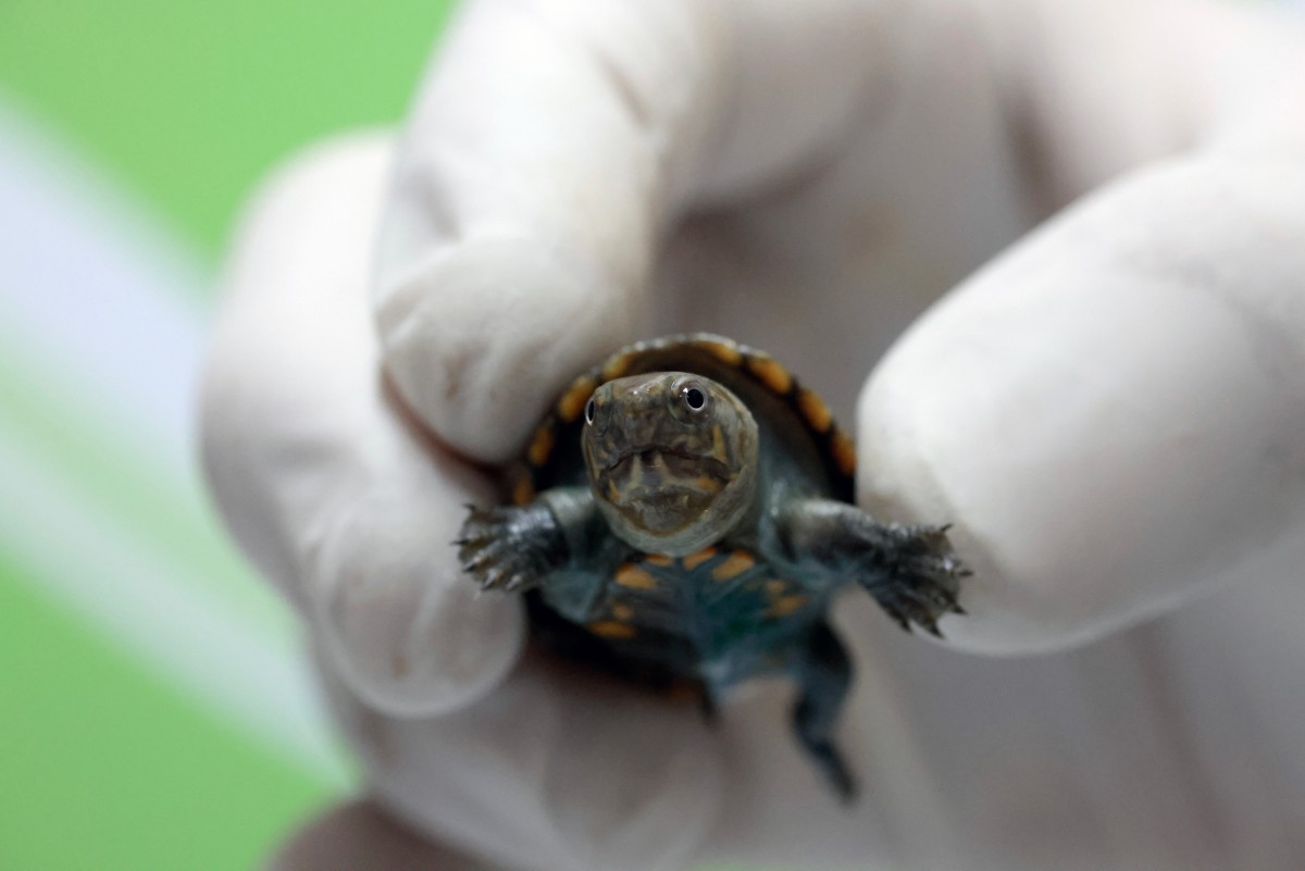 Nace en México ejemplar de pequeña tortuga en peligro de extinción