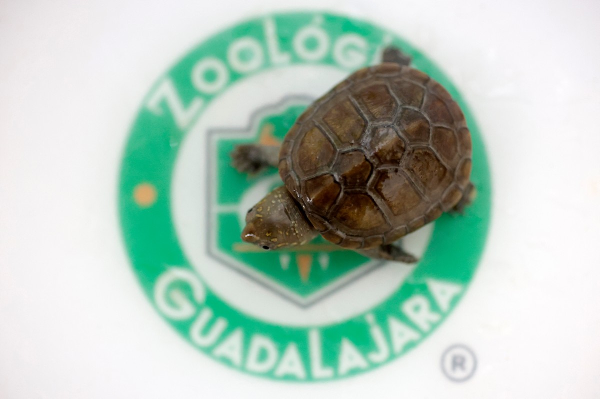 Nace en México ejemplar de pequeña tortuga en peligro de extinción