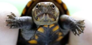Nace en México ejemplar de pequeña tortuga en peligro de extinción