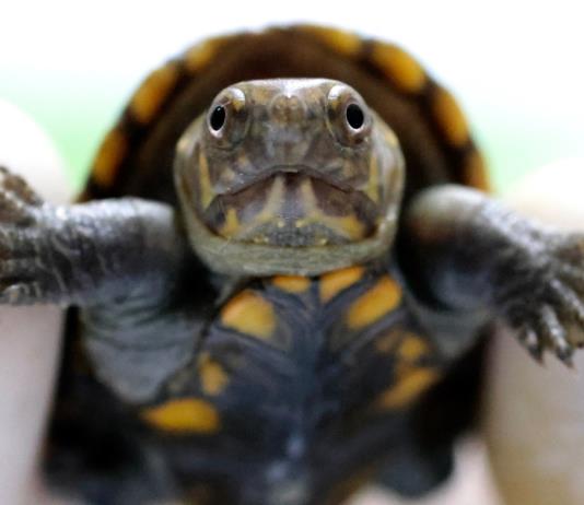 Nace en México ejemplar de pequeña tortuga en peligro de extinción