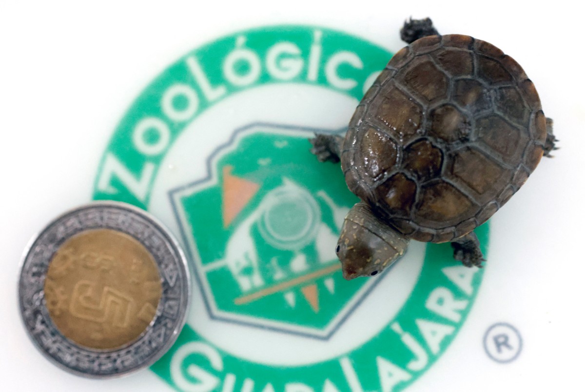 Nace en México ejemplar de pequeña tortuga en peligro de extinción