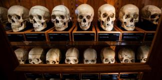 Esqueletos anónimos: un museo de EEUU en el centro de un debate ético