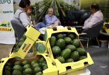 Jalisco busca romper récord de exportación de aguacate en 2025