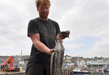Los pescadores británicos, víctimas de una invasión de pulpos