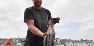 Los pescadores británicos, víctimas de una invasión de pulpos