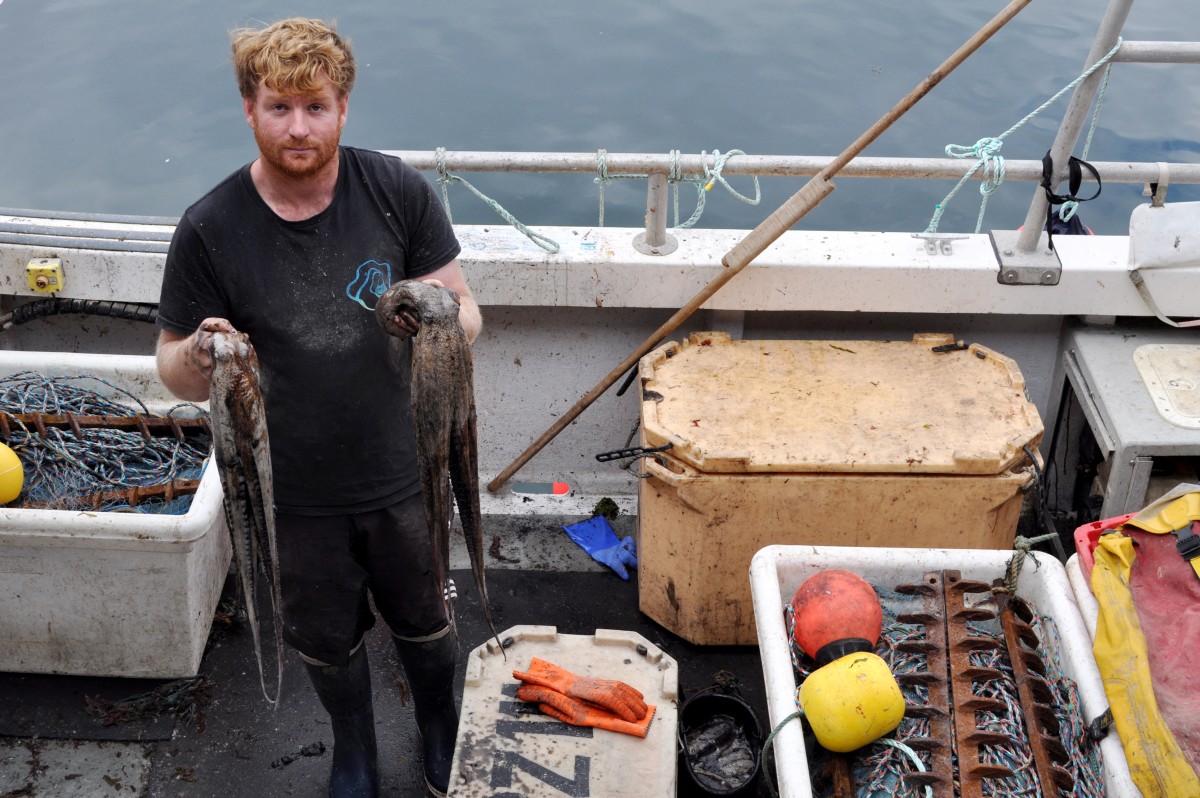 Los pescadores británicos, víctimas de una invasión de pulpos Los pescadores británicos, víctimas de una invasión de pulpos