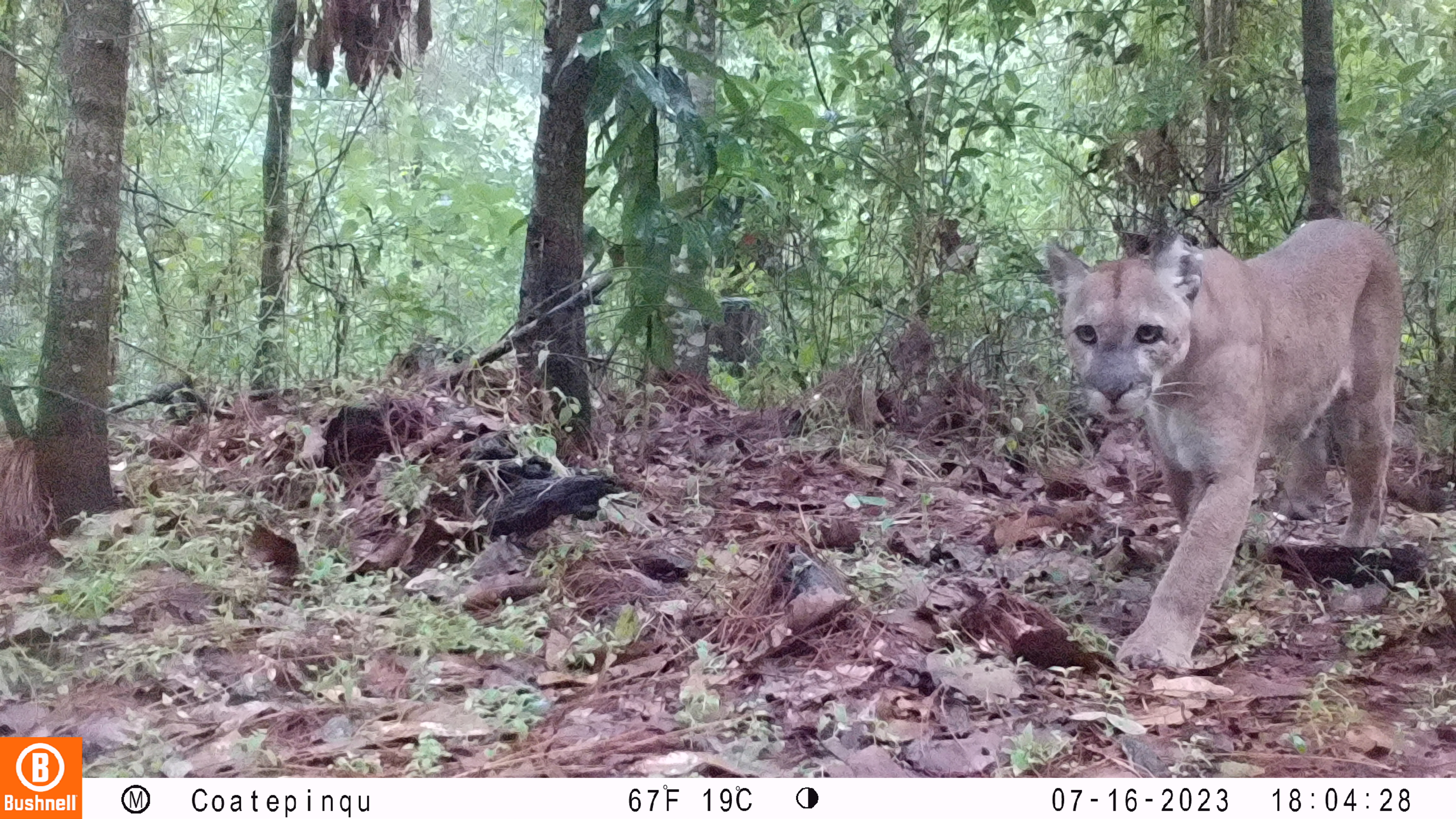 Guardianes invisibles: los felinos que protegen la salud de Jalisco Guardianes invisibles: los felinos que protegen la salud de Jalisco