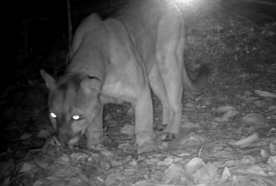 Guardianes invisibles: los felinos que protegen la salud de Jalisco Guardianes invisibles: los felinos que protegen la salud de Jalisco