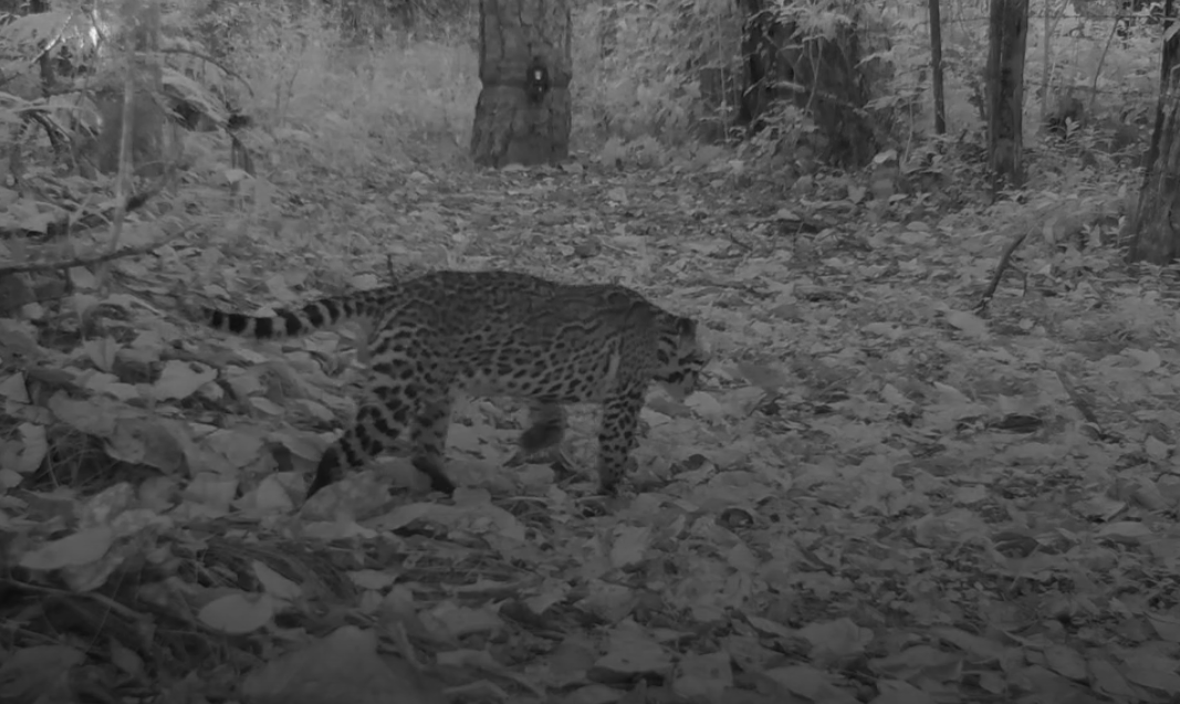 Guardianes invisibles: los felinos que protegen la salud de Jalisco Guardianes invisibles: los felinos que protegen la salud de Jalisco