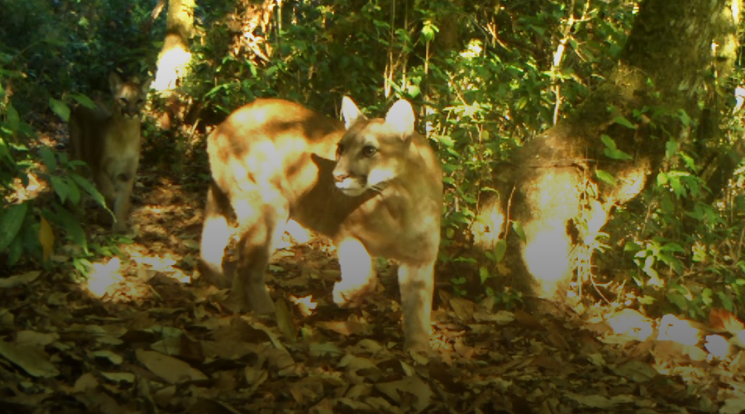 Guardianes invisibles: los felinos que protegen la salud de Jalisco Guardianes invisibles: los felinos que protegen la salud de Jalisco