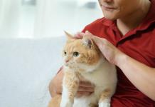 Los gatos mandan en 16.2 millones de hogares en México... pero pocos van al veterinario