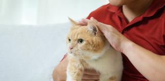 Los gatos mandan en 16.2 millones de hogares en México... pero pocos van al veterinario