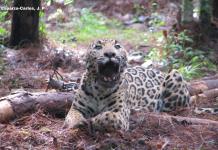 Guardianes invisibles: los felinos que protegen la salud de Jalisco