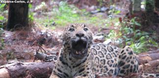 Guardianes invisibles: los felinos que protegen la salud de Jalisco