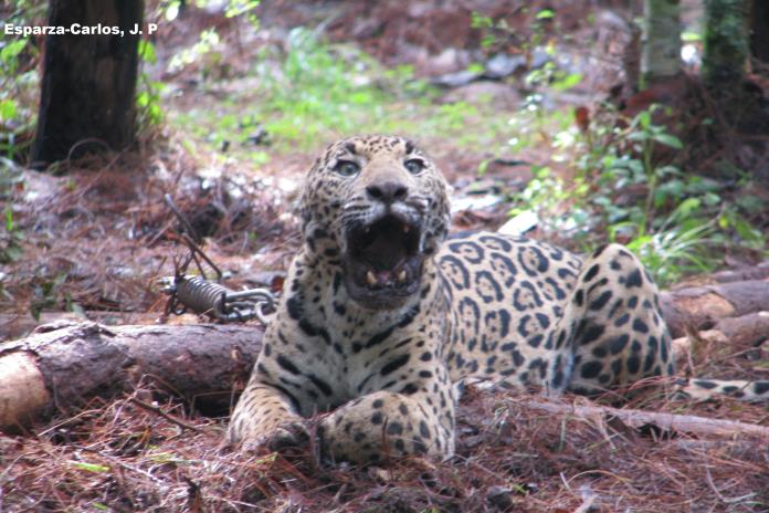 Guardianes invisibles: los felinos que protegen la salud de Jalisco Guardianes invisibles: los felinos que protegen la salud de Jalisco
