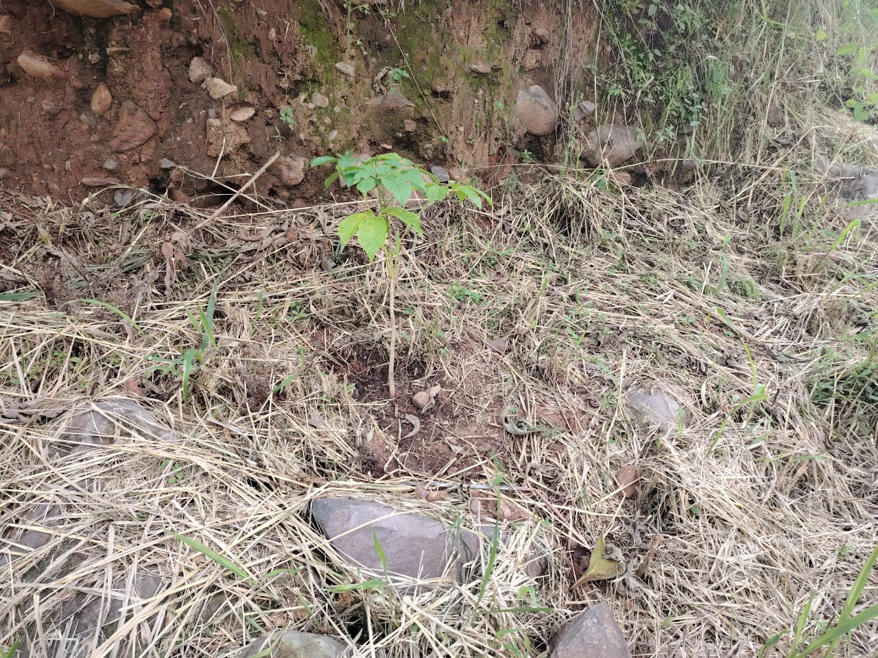 Voluntarios reforestan en Tonalá para crear un corredor ambiental Voluntarios reforestan en Tonalá para crear un corredor ambiental