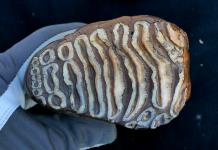 Un mamut de 1,1 millones de años revela el ADN más antiguo de una bacteria en un animal