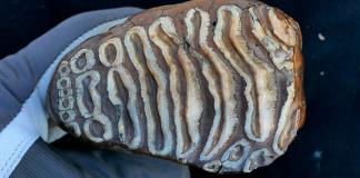 Un mamut de 1,1 millones de años revela el ADN más antiguo de una bacteria en un animal