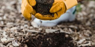 Noventa minutos plantando árboles reduce la ansiedad y el estrés, según estudio