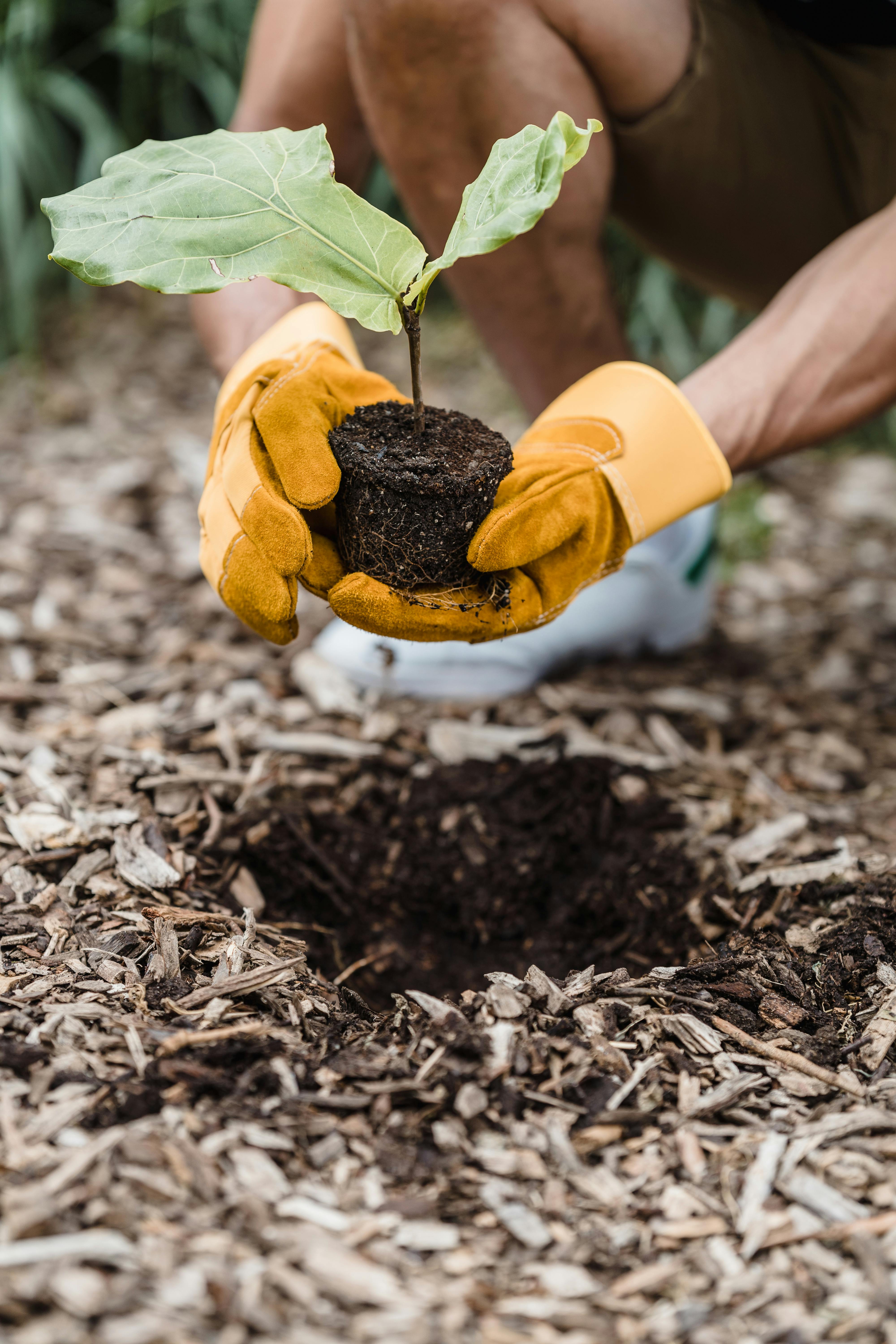 Noventa minutos plantando árboles reduce la ansiedad y el estrés, según estudio