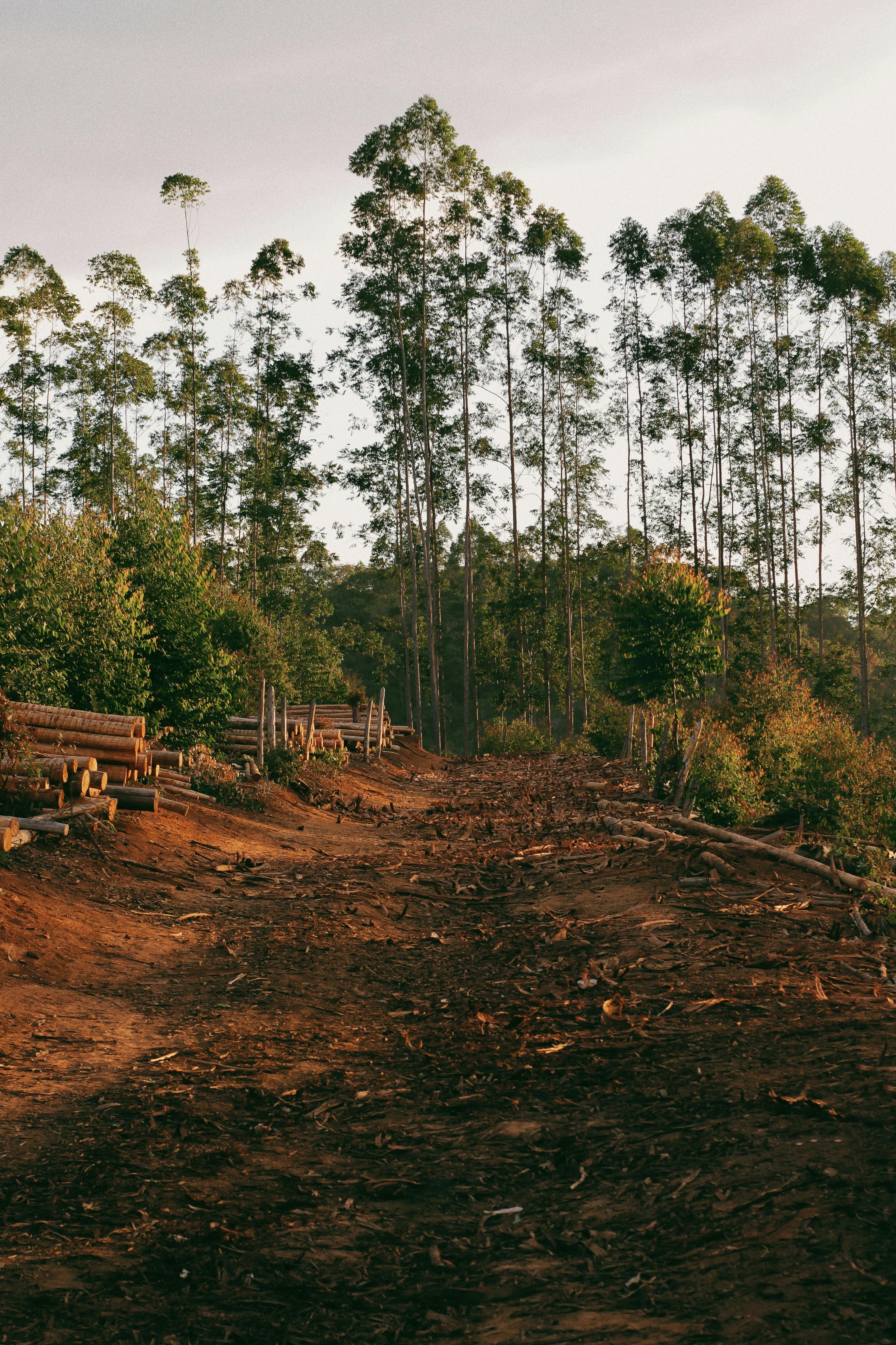 Estudio vincula deforestación tropical con 28.000 muertes anuales por calor en regiones vulnerables Estudio vincula deforestación tropical con 28.000 muertes anuales por calor en regiones vulnerables