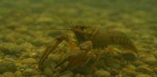 Chacales del río Purificación, en riesgo por contaminación.