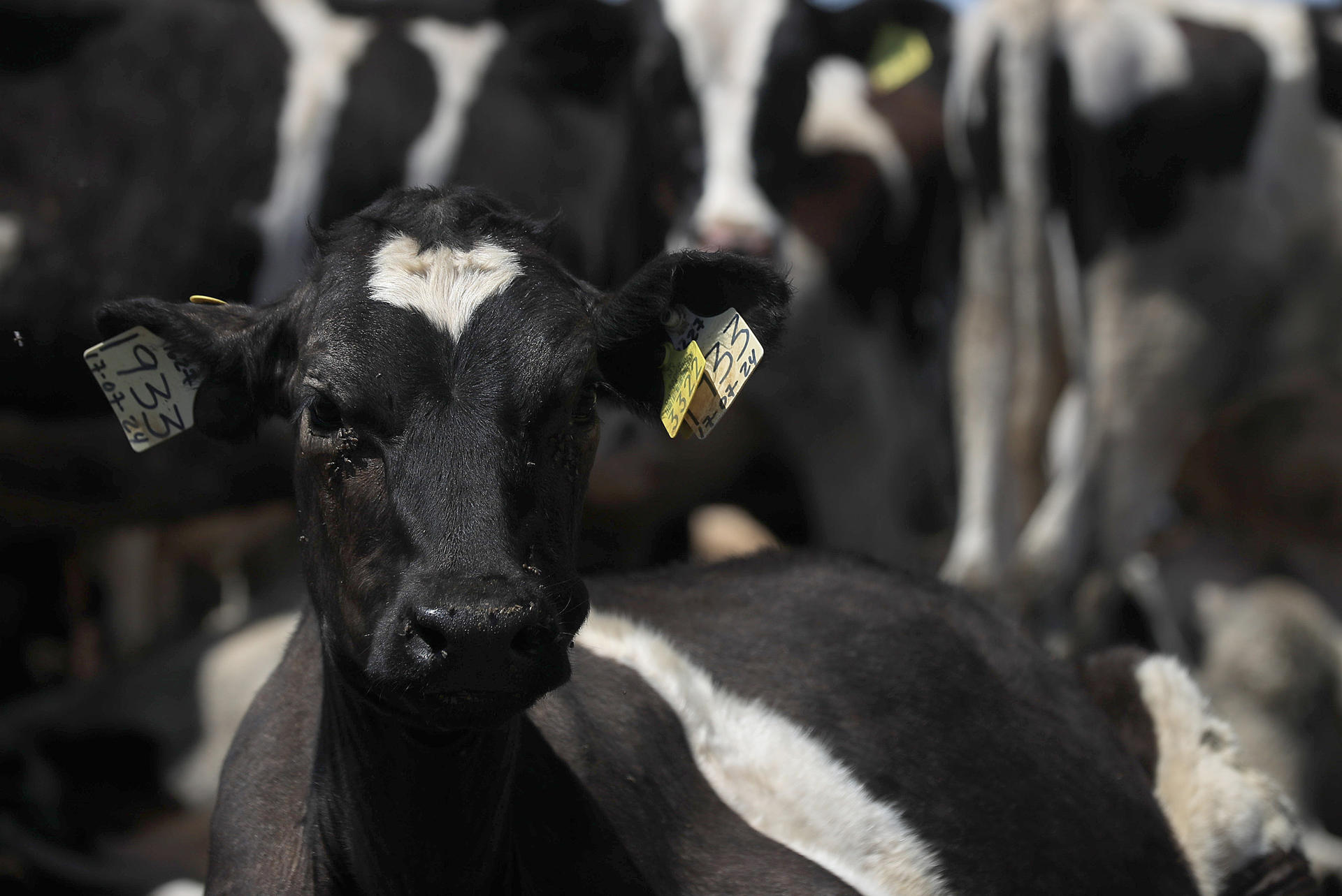 Sheinbaum se reunirá con secretaria de Agricultura de EEUU para abordar cierre de frontera
