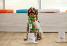 Manchas, el primer perro buscafugas de agua en México