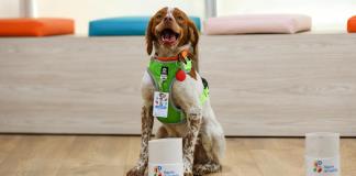 Manchas, el primer perro buscafugas de agua en México
