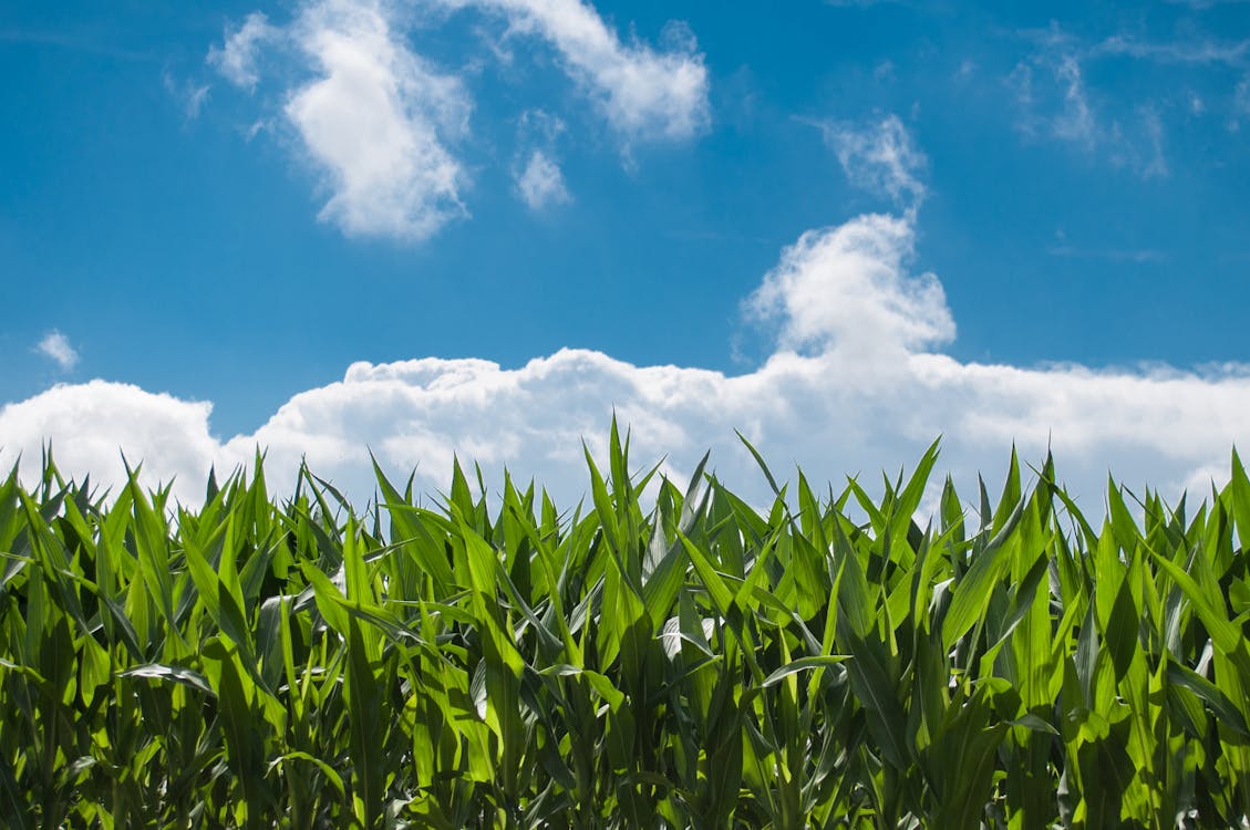 Ingeniería en Agronomía del CU Costa Sur impulsa producción sustentable y seguridad alimentaria Ingeniería en Agronomía del CU Costa Sur impulsa producción sustentable y seguridad alimentaria