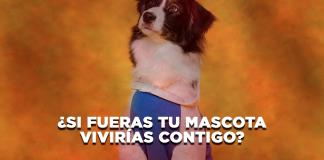 ¿Si fueras tu mascota vivirías contigo? - El Expresso de las 10 - Mi. 10 Septiembre 2025