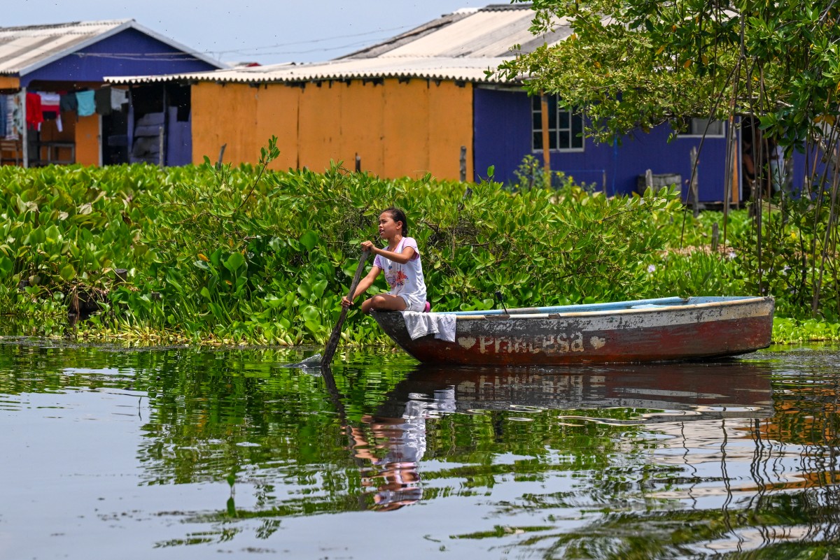 Una planta invasora amenaza con desaparecer un pueblo de pescadores en Colombia Una planta invasora amenaza con desaparecer un pueblo de pescadores en Colombia