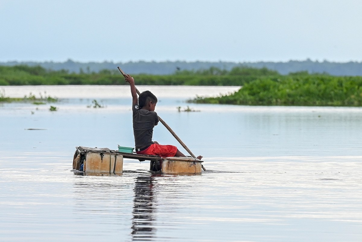 Una planta invasora amenaza con desaparecer un pueblo de pescadores en Colombia Una planta invasora amenaza con desaparecer un pueblo de pescadores en Colombia