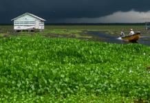Una planta invasora amenaza con desaparecer un pueblo de pescadores en Colombia